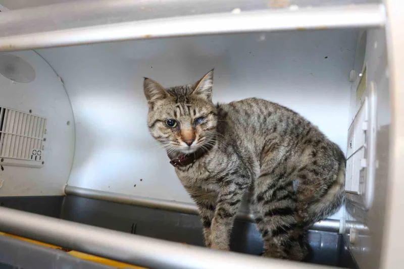 Depremde kurtarılan 400 hayvan tedavi edildi
