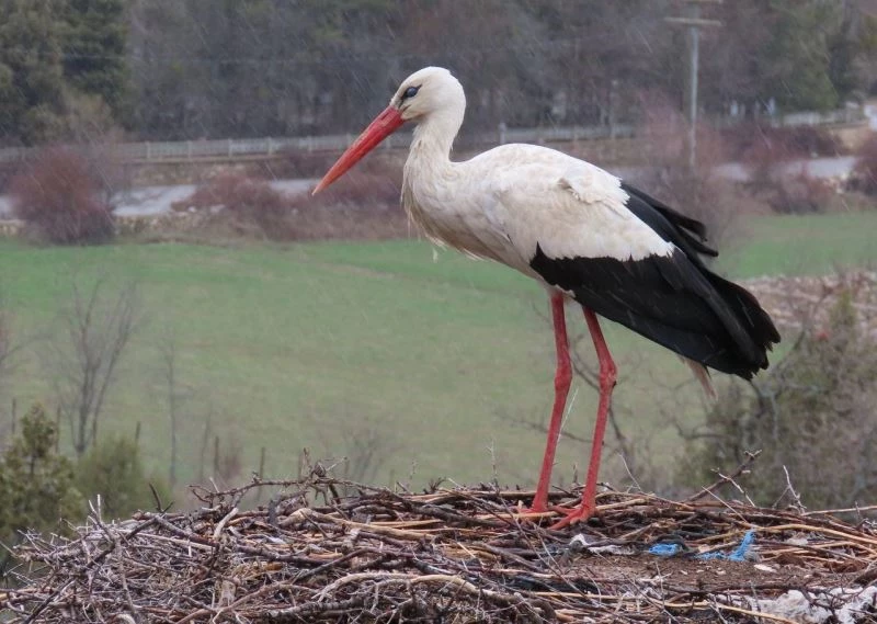 Leylekler vadisinin konukları gelmeye başladı
