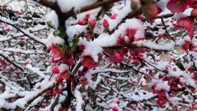 Baharla birlikte çiçek açan ağaçlar karla kaplandı
