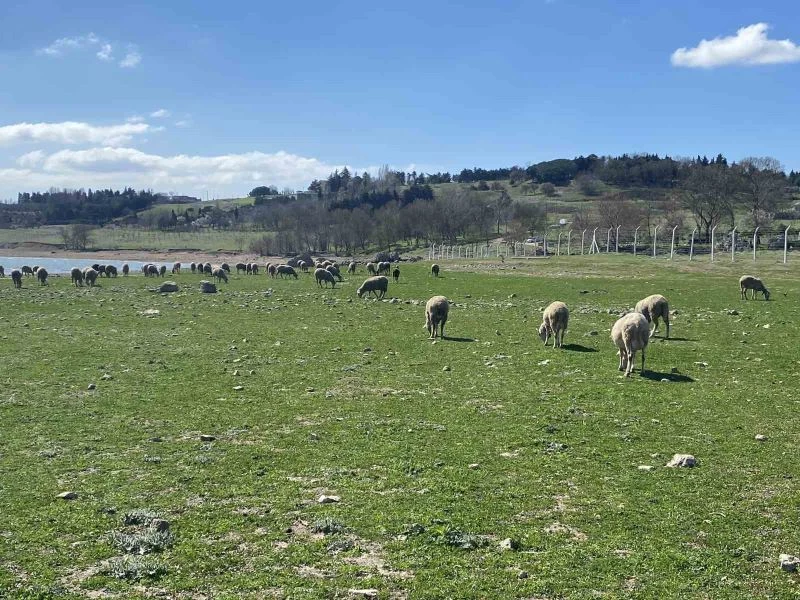 Büyükçekmece Baraj Gölü çekildi, balıkların olduğu yerde koyunlar otluyor
