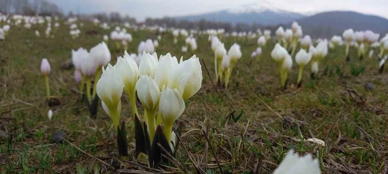 Bitlis’te baharın müjdecisi kardelenler açtı
