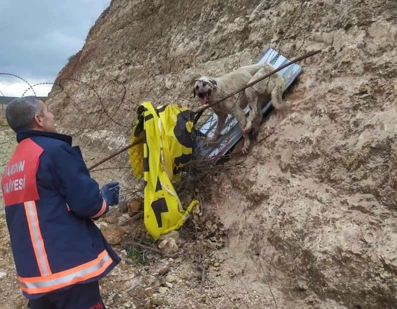 Jiletli telde takılı kalan köpek kurtarıldı
