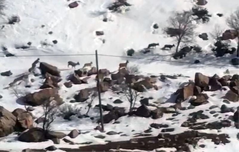 Yüksekova’da dağ keçileri sürü halinde görüntülendi
