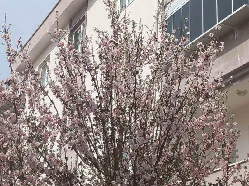 Muğla’da badem ağaçları çiçek açtı
