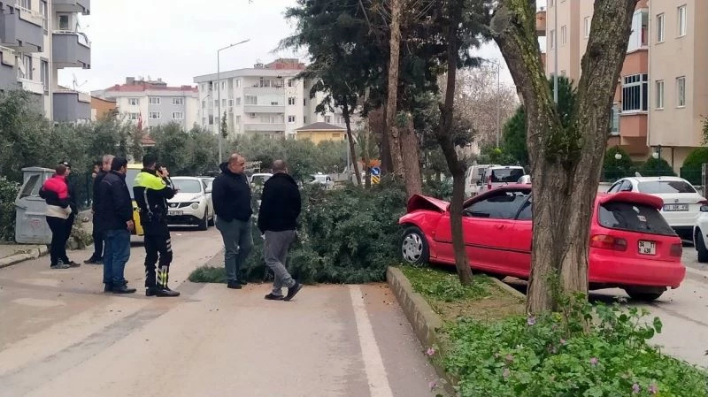 Alkollü sürücü ağacı devirerek durabildi
