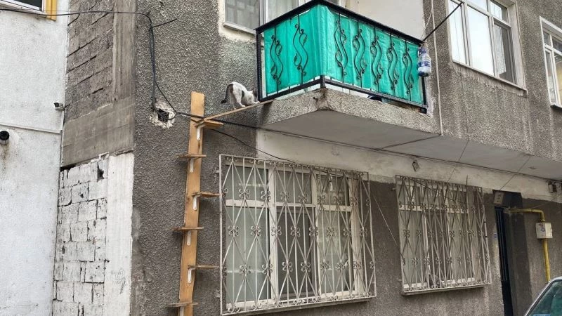 Hayvansever kadın yaptırdığı ahşap merdivenle evinin kapılarını sokak kedilerine açtı

