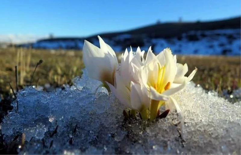 Erzincan’da baharın müjdecisi kardelenler çiçek açtı
