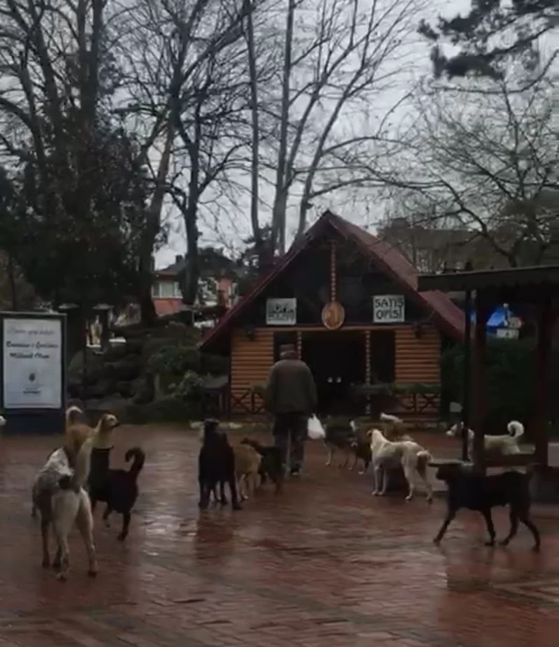 Çaycuma’da sürü halinde gezen sokak köpekleri korkutuyor
