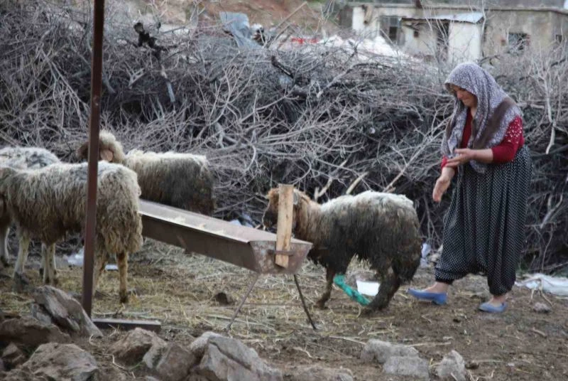 Nurdağı’nda 605 saat sonra 5 koyun sağ çıkarıldı
