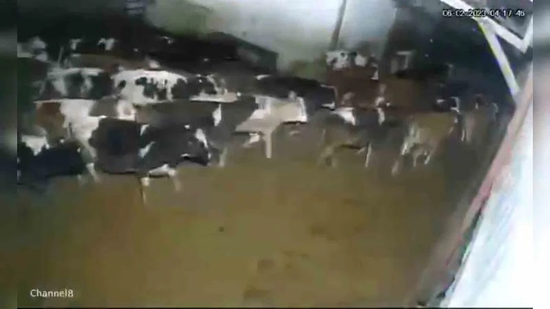 Çiftlik hayvanlarının depreme verdiği tepki kameraya yansıdı
