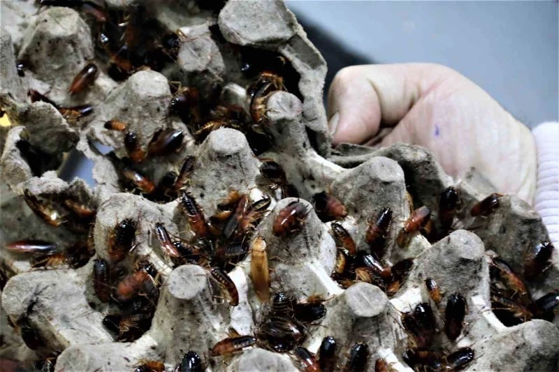 Ev kadınlarının korkulu rüyası haline gelen hamam böceklerini gelir kapısı yaptı
