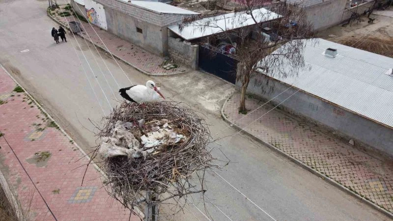 Iğdır’a gelen leylekler yuva için yüksek yerleri seçiyor
