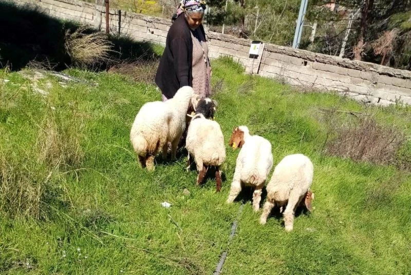 Kaybolan koyunları, jandarma buldu
