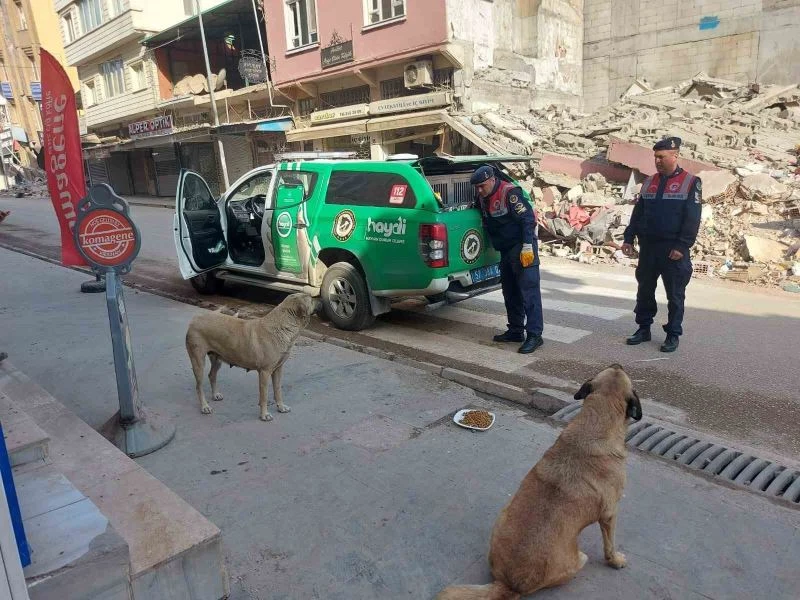 Jandarma ekipleri Hatay’da sokak hayvanlarını besliyor
