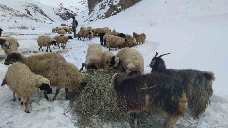 Van’da besicilerin zorlu kış mesaisi
