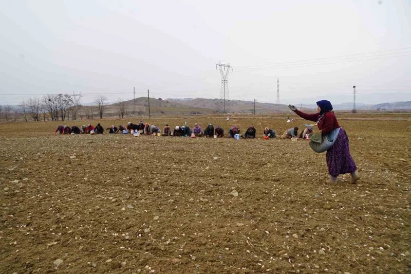 Dünyaca ünlü Taşköprü sarımsağı toprakla buluşuyor
