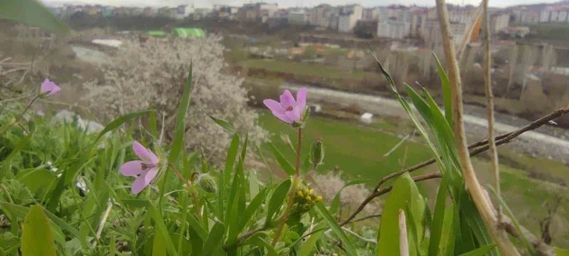 Bingöl’de bir yanda kara kış bir yanda bahar yaşanıyor
