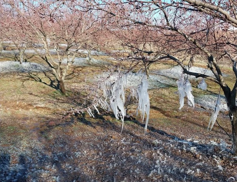 Malatya’da kayısıyı don vurdu
