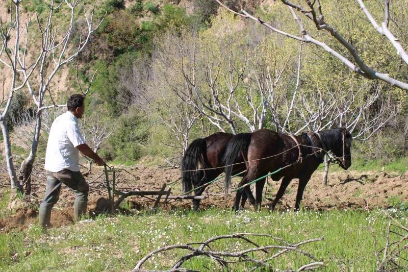 Engebeli arazilerde atlar çiftçinin imdadına yetişiyor
