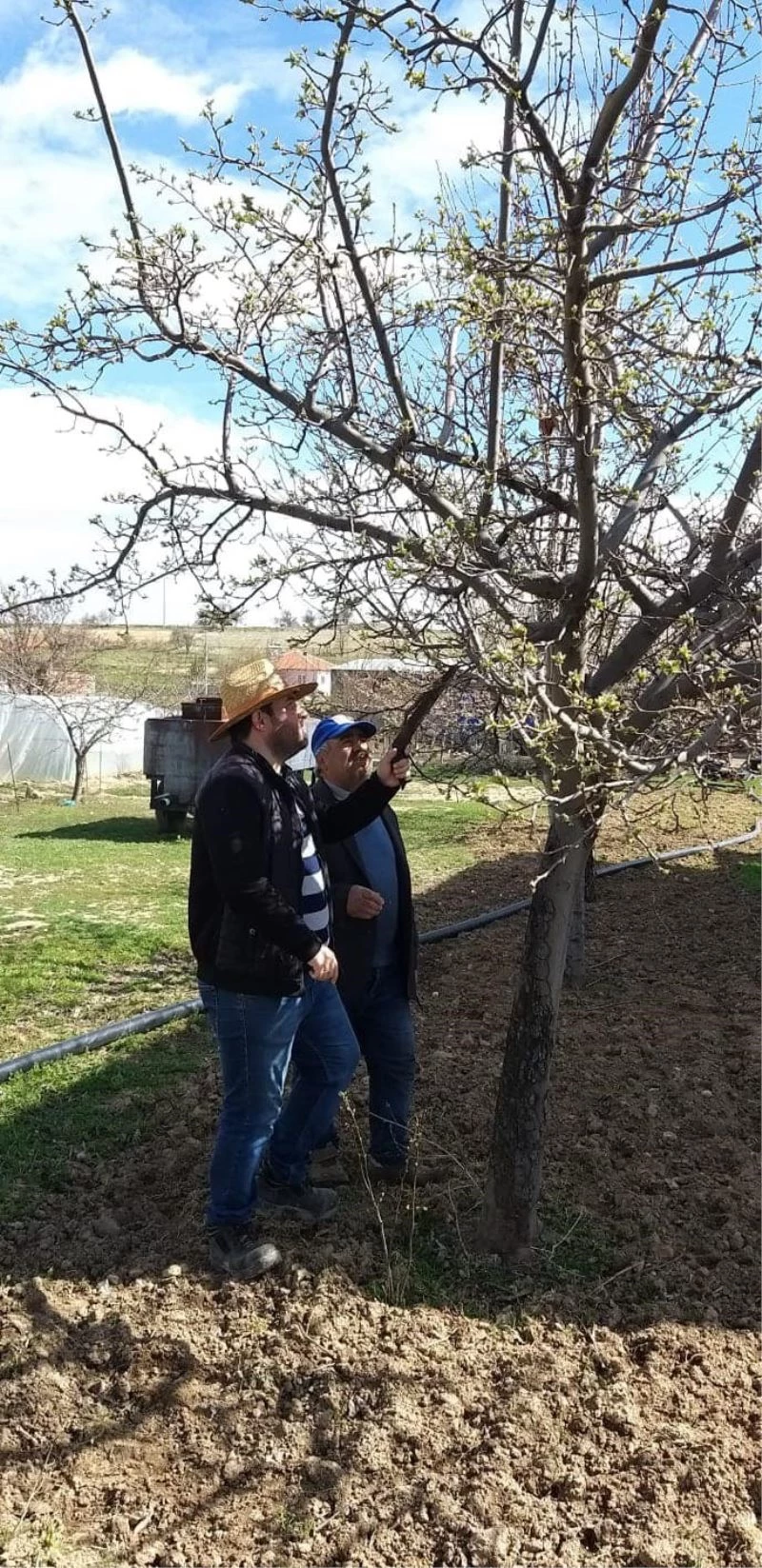 Dazkırı ve Kızılören’de ağaçlarda zararlı kontrolleri ve budama eğitimi yapıldı
