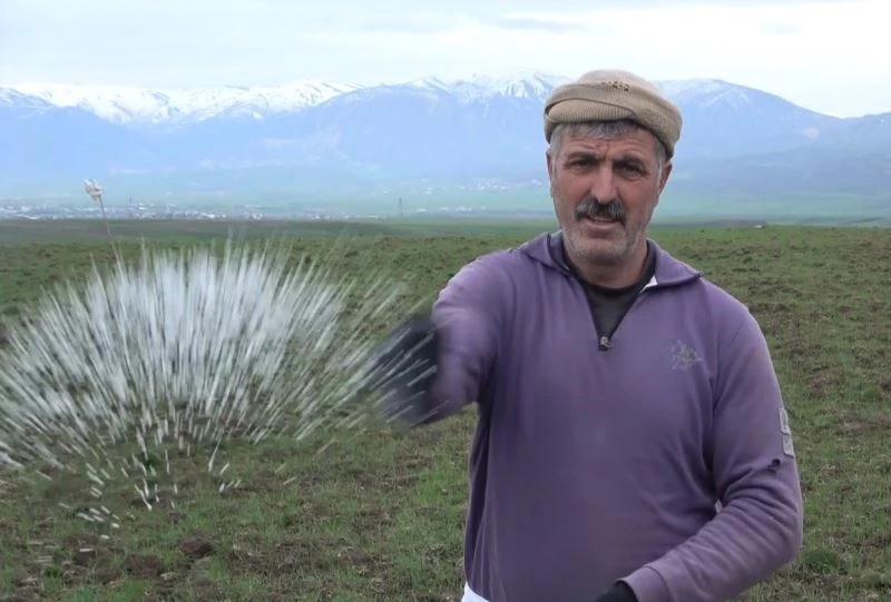 Muş Ovası’ndaki buğday tarlaları gübreleniyor
