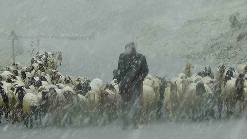 Van’ın yüksek kesimlerine kar yağdı, çobanlar zor anlar yaşadı
