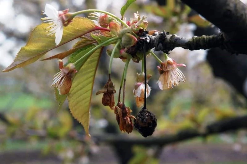 Sert çekirdekli meyve ağaçlarında ‘çiçek monilyası’ ilaçlama zamanı

