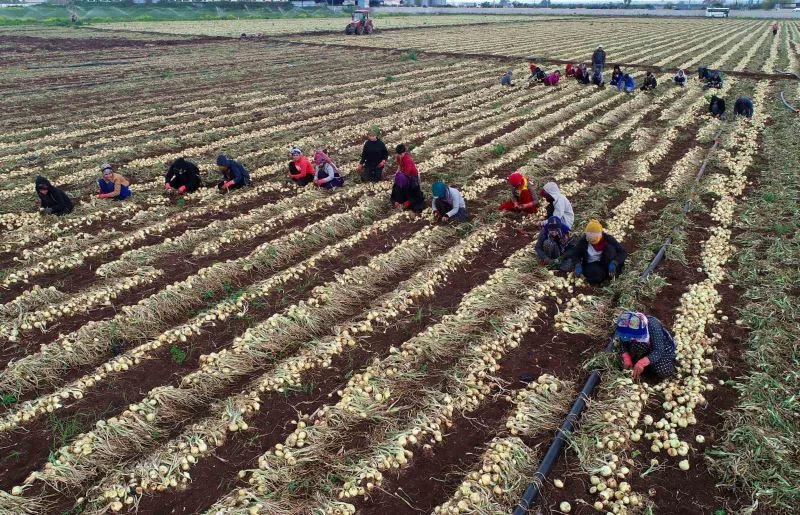 Soğanda yoğun hasat dönemi başlıyor, fiyatlar düşecek
