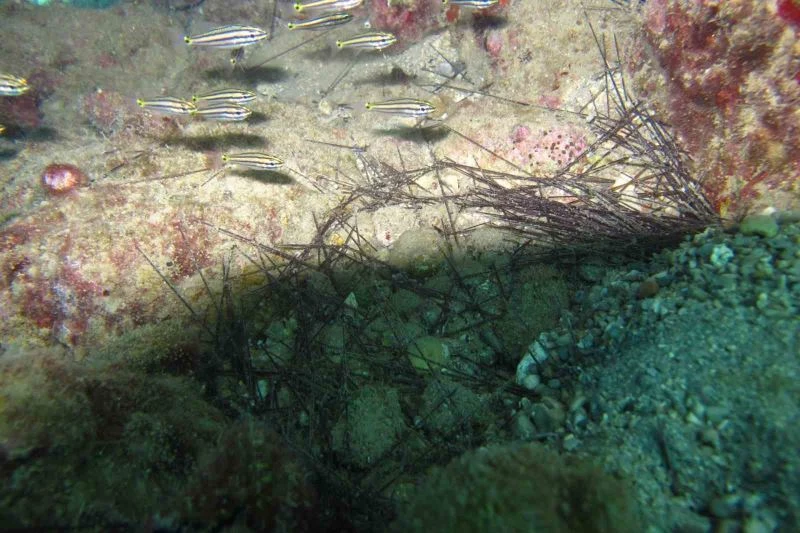 İstilacı dikenli zehirli deniz kestanesi popülasyonunda toplu ölümler yaşanıyor
