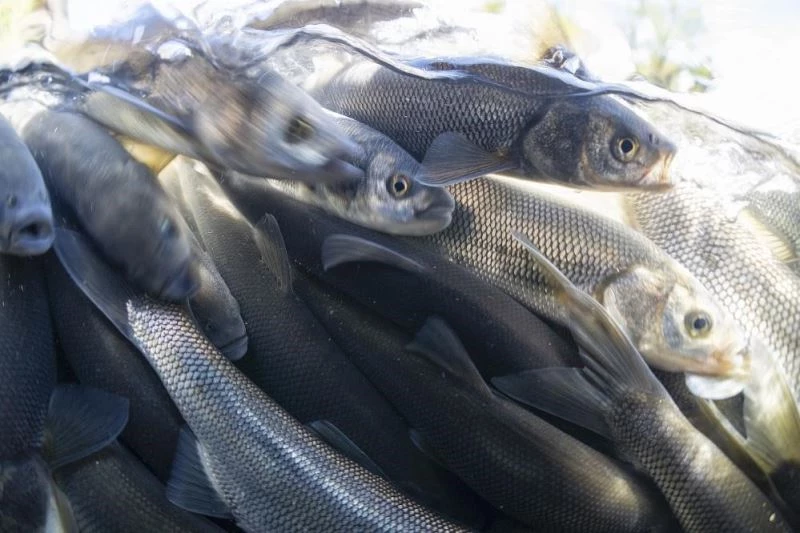 Van Gölü’nde inci kefali için av yasağı başlıyor

