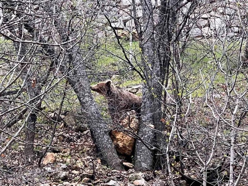 Munzur Vadisi’nde bozayı görüntülendi
