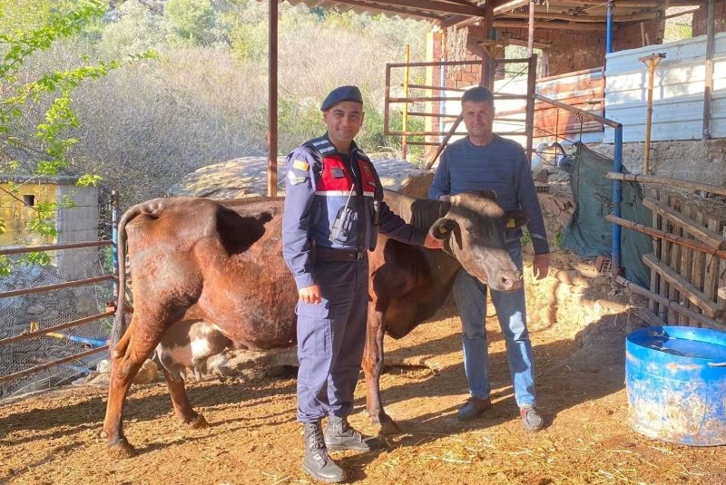 Kayıp inek jandarma ekipleri tarafından bulundu
