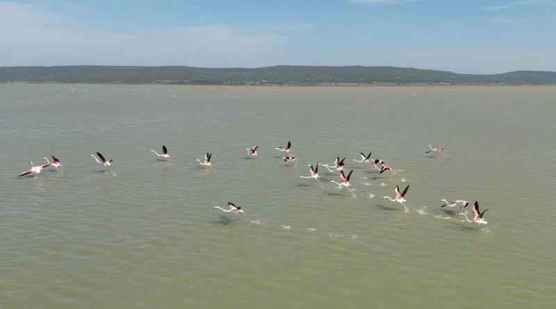 Çanakkale’de Tarihi Alan’daki Suvla Gölü’nün misafiri flamingolar geldi
