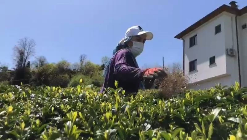 Doğu Karadeniz’de 2023 yılı yaş çay sezonu hazırlıkları başladı
