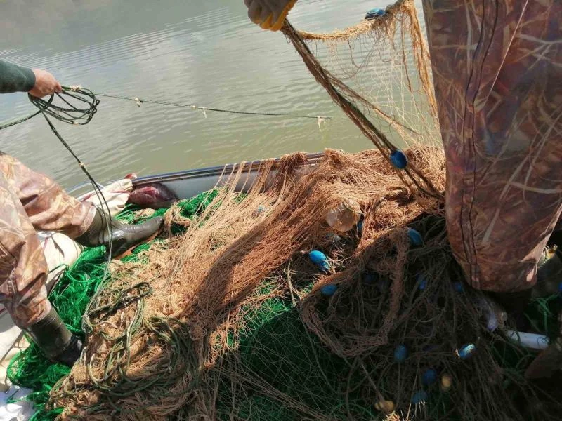 Elazığ’da kaçak avlandığı tespit edilen 100 kilo canlı balık ele geçirildi
