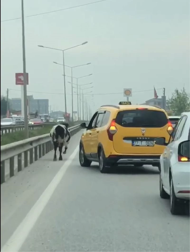 Yalova - Bursa kara yoluna çıkan inek trafiği aksattı
