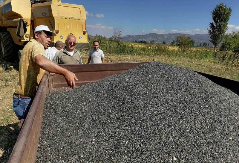 Simav’da üreticilere 4 bin 250 kilo yağlık ayçiçeği tohumu dağıtılacak
