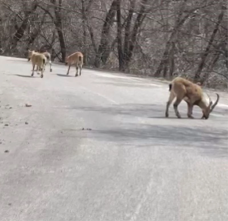 Kara yoluna dökülen tuz, hem insan hem de yaban hayatını tehlikeye atıyor
