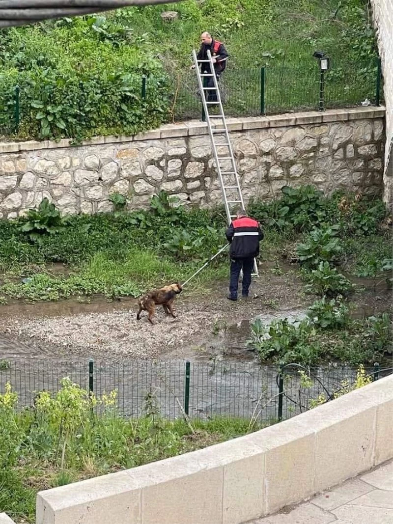 Kavak’ta yürek ısıtan operasyon
