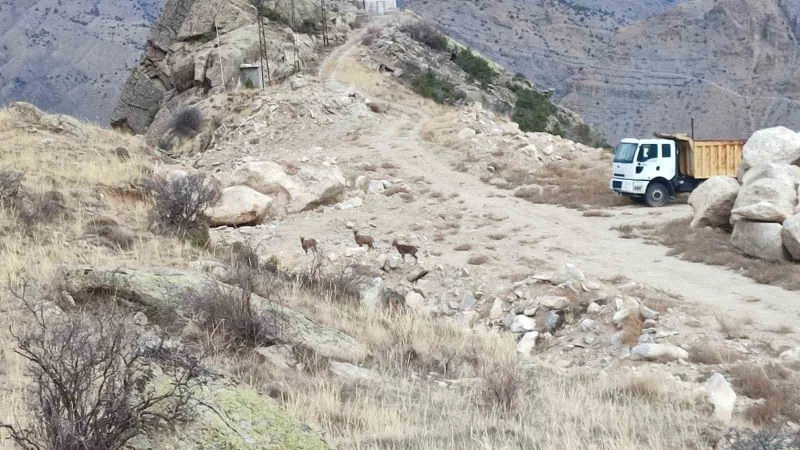 Dağ keçileri ilçe merkezine kadar indi
