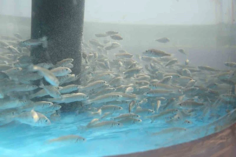 İzmit Körfezi’ne 5 bin balık daha salınacak
