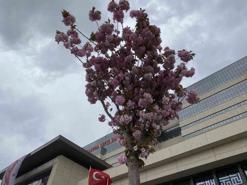 Başakşehir Şehir Hastanesi’nin sakuraları çiçek açtı
