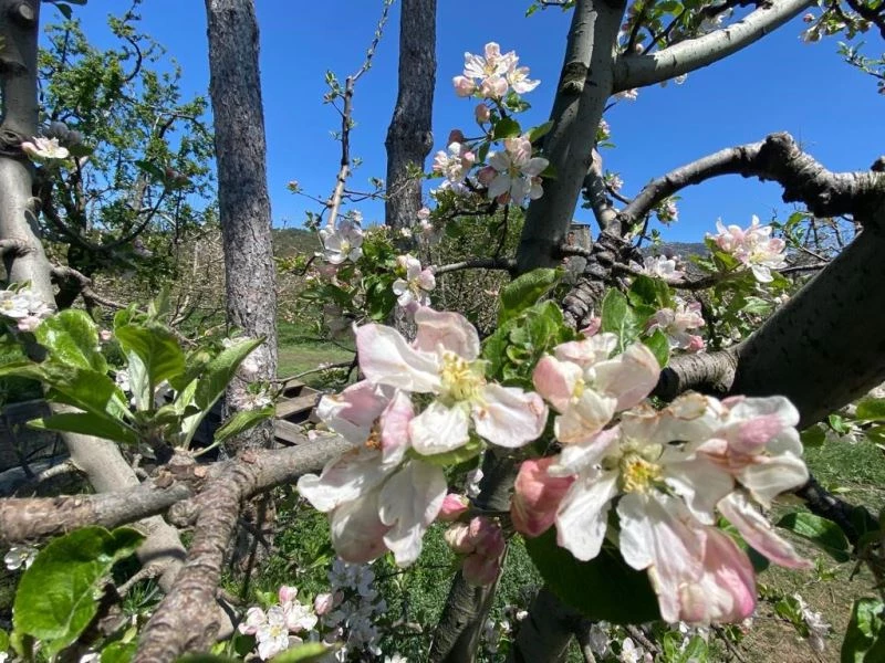 Eğirdir’de elma ağaçları çiçek açtı
