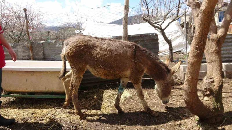 Depremde yaralanan ve Tatvan’da tedavi edilen sıpa sahiplendirildi
