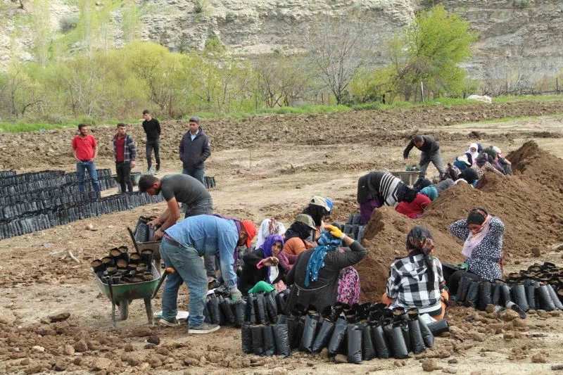 Fıstık fidanı üretim tesisi 50 kadına ekmek kapısı oldu
