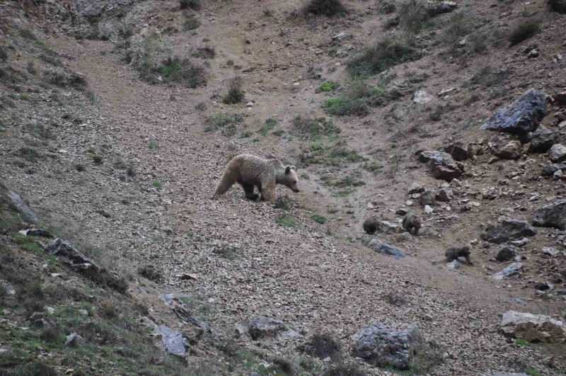 Tunceli’de anne ayı, 4 yavrusuyla yiyecek ararken görüntülendi
