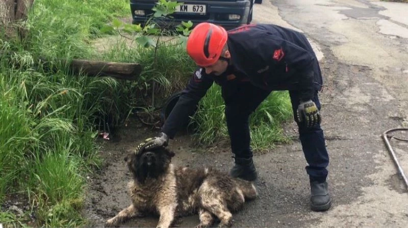 Akar borusuna sıkışan köpeği itfaiye ekipleri kurtardı
