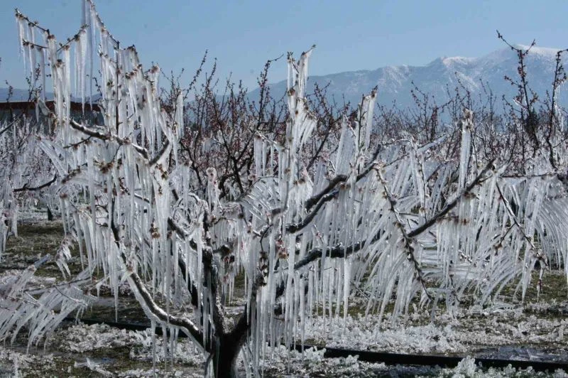 Ağaçları dondan buzla koruyorlar
