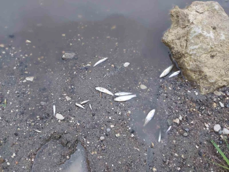 Zamantı Irmağı’nda ölen balıklar kıyıya vurdu
