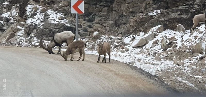 Buzlanmayı önlemek için yola dökülen tuzlar dağ keçilerine yaradı
